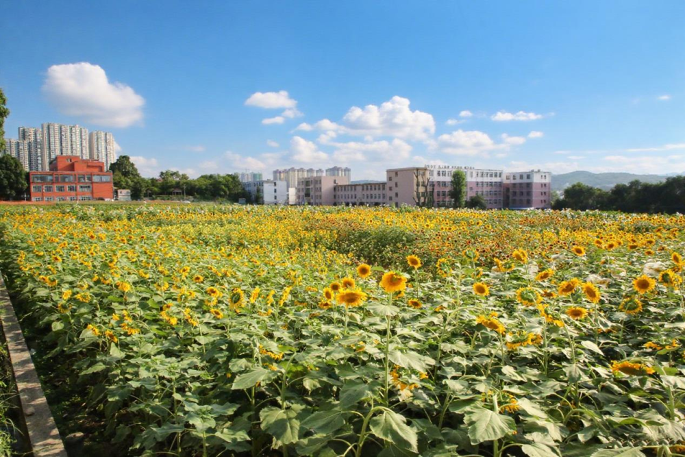 贵州频道丨贵州省农科院:金色科技赋能多彩向日葵点亮农旅融合新路径 贵州频道丨贵州省农科院:金色科技赋能多彩向日葵点亮农旅融合新路径