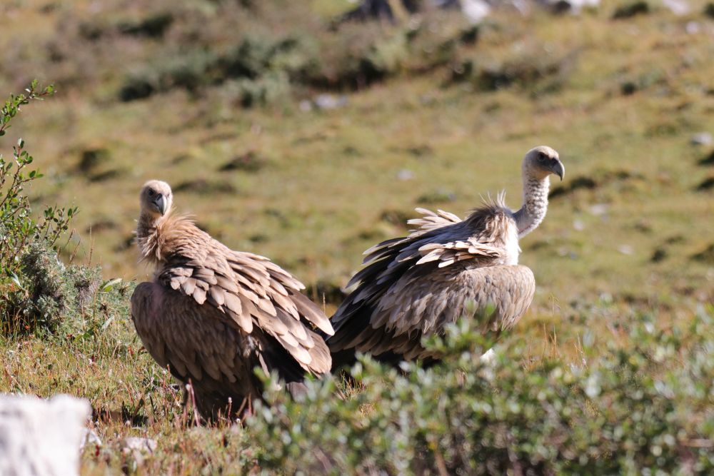 自然爱好者齐聚澜沧江畔寻觅“宝藏物种” 自然爱好者齐聚澜沧江畔寻觅“宝藏物种”